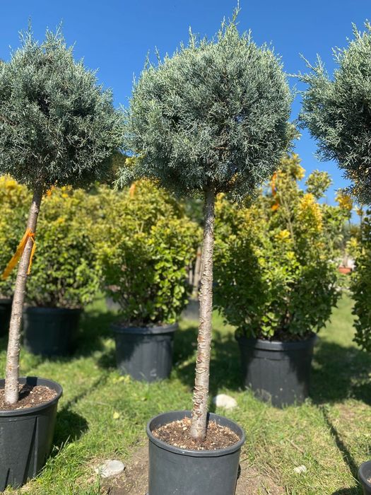 Plante ornamentale