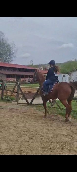 De vînzare iapa pursinge arab