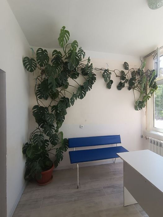 Xonadon va ofis uchun juda katta va chiroyli gul sotiladi.