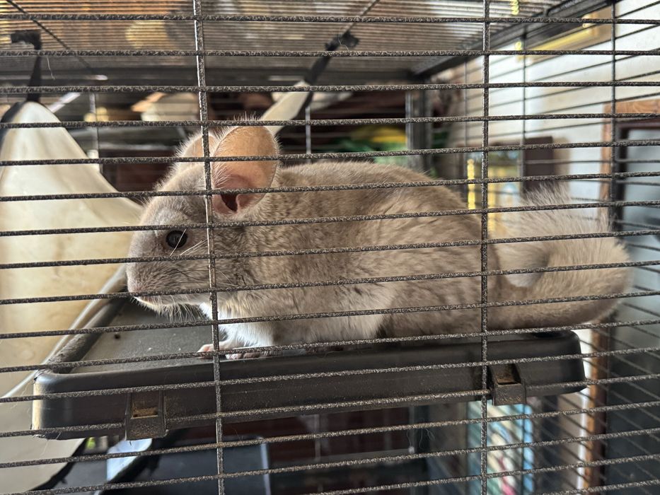 Pui chinchilla, pereche, 4-5 luni