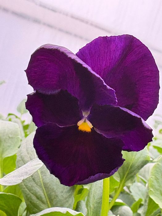 Теменужки в табли