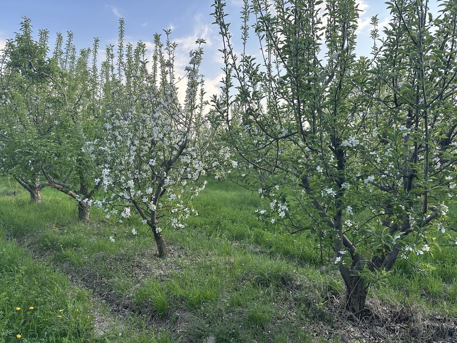Плодоносящий сад