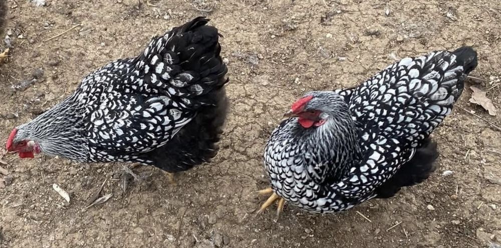 Разплодени яйца от Сребърен Виандот