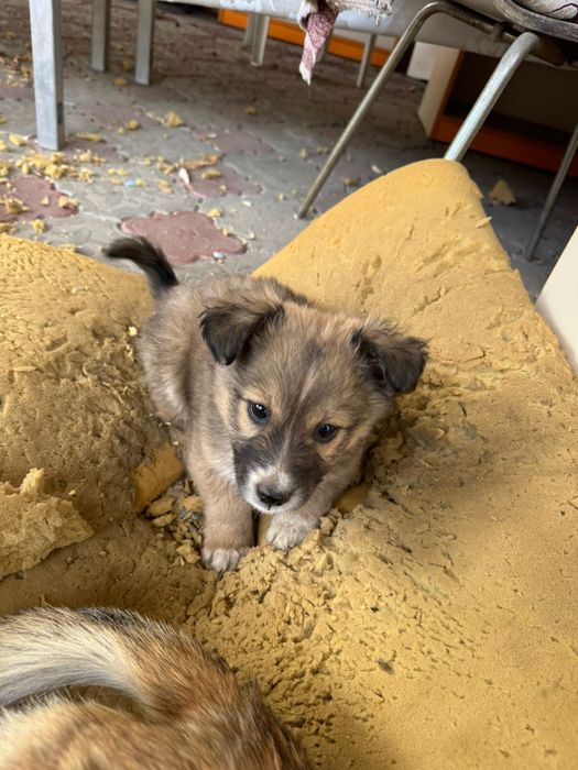 Отдам щенков в добрые руки