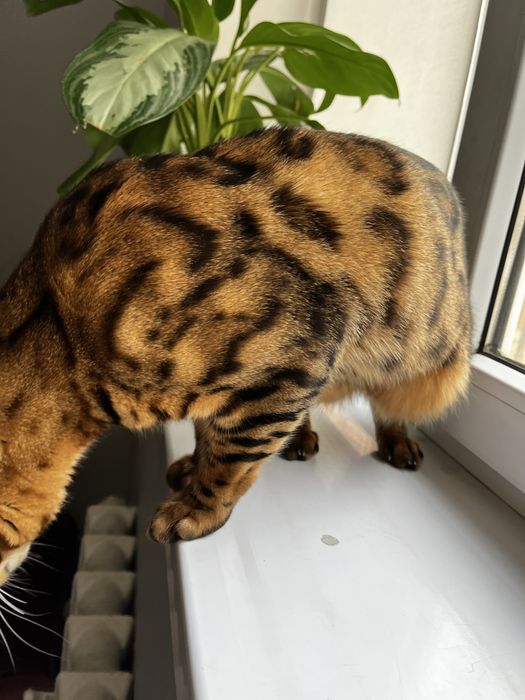 Бенгальский кот