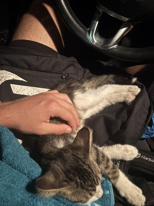 Малко котенце подарявам