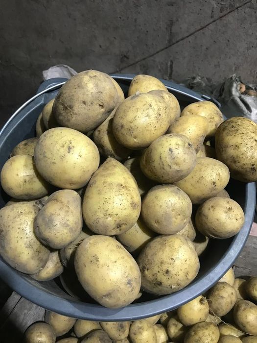 Продам домашний картофель