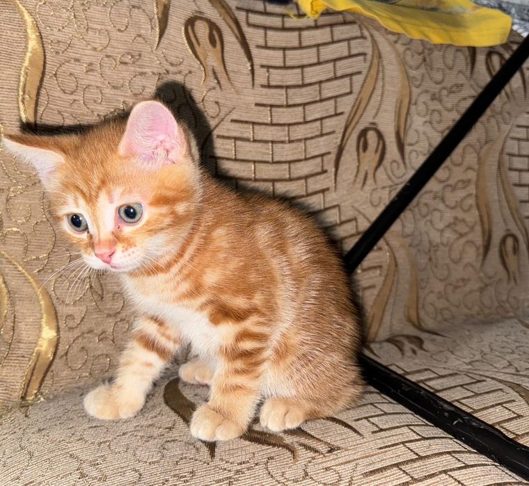 Девочка ищет семью