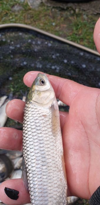 Crap , cteno , amur , fitofag , novac .