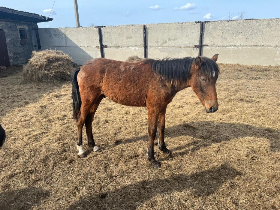 Продам жабагы 6 голов