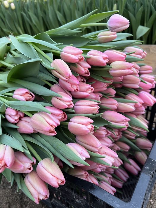 Тюльпаны оптом к 8 марта