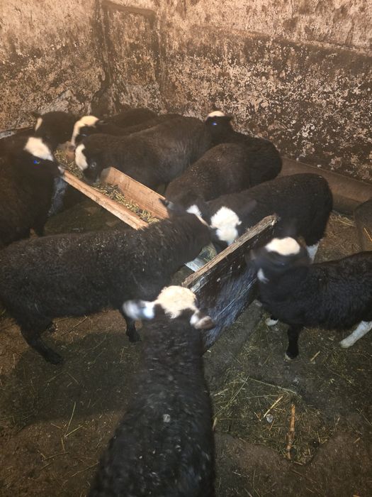 De vanzare Miei romanov