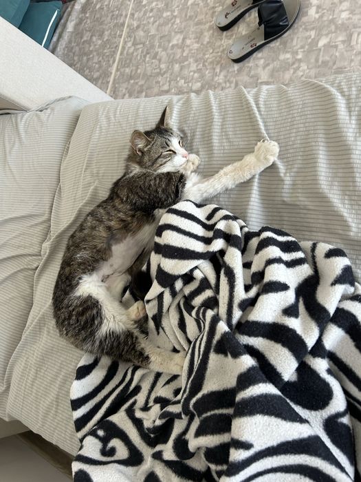 Кошка ищет домик