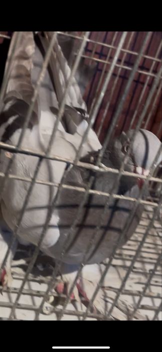 Голубь голубка стеклянный