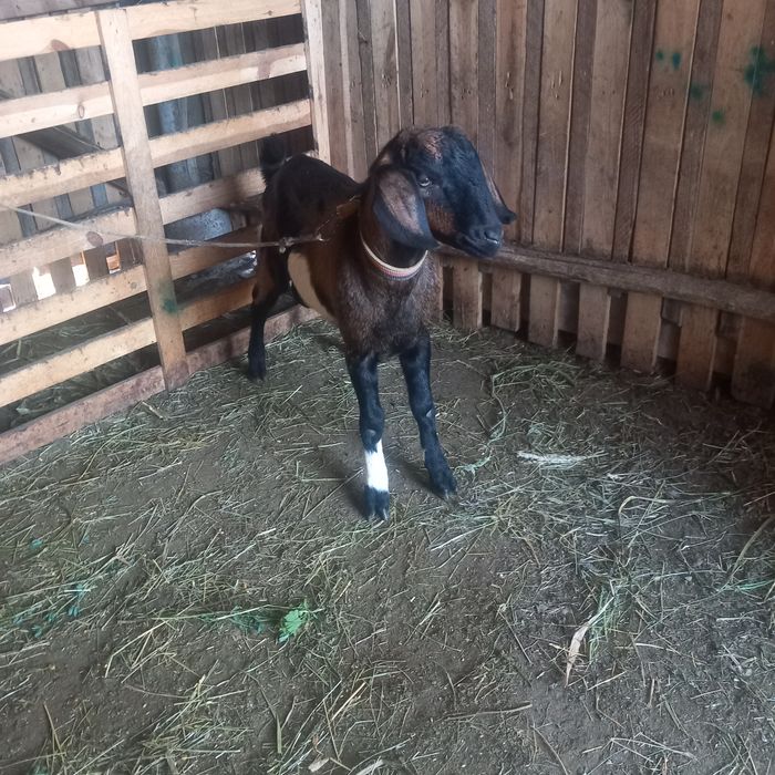 Vând un țapișor metis anglo-nubian !!!