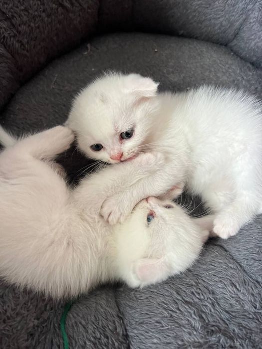 Котёнок белый фолд мальчик и девочка