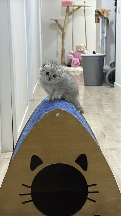 Шотландский вислоухий котенок!