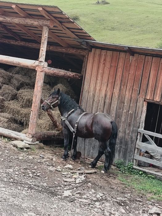 Vand manz de 1 an și 8 luni , pus de câteva ori la ham și la faiton .