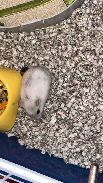 Hamster pitic rusesc