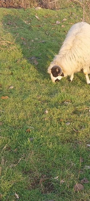 Berbecuț 9 luni dau la schimb cu 2 capre