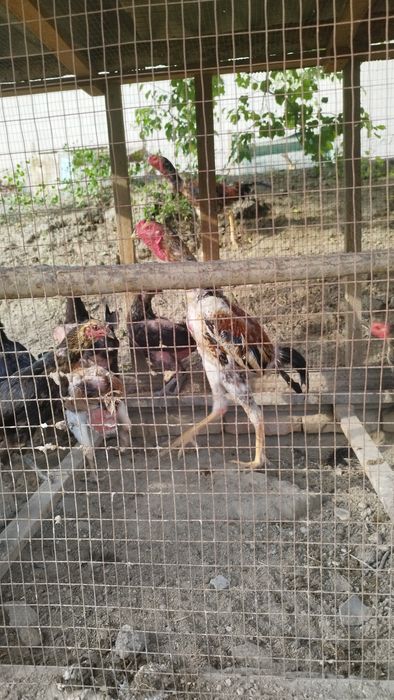 Дакан хуроз ёш 9 ойлик