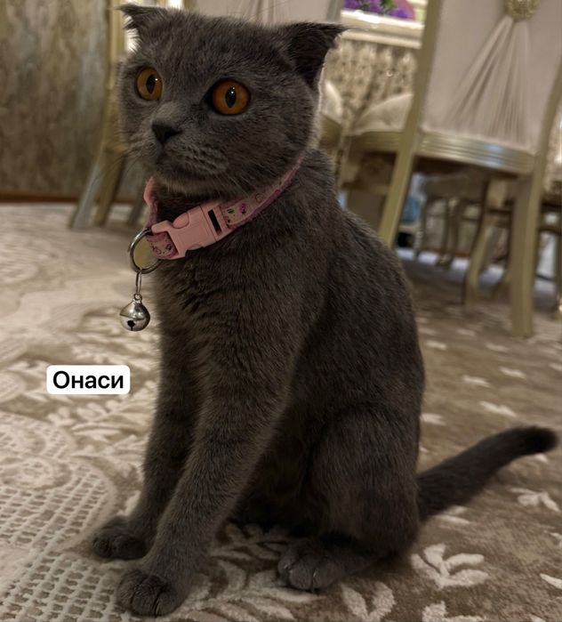 Котята 3 месяцев