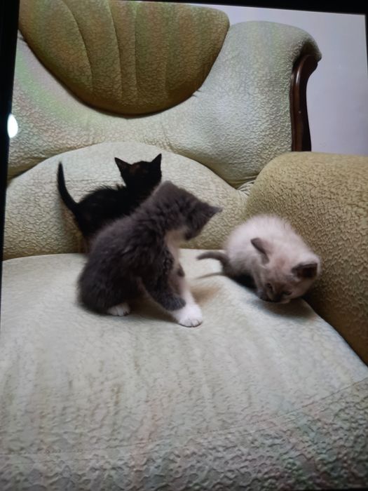 Срочно пристраиваются котята!