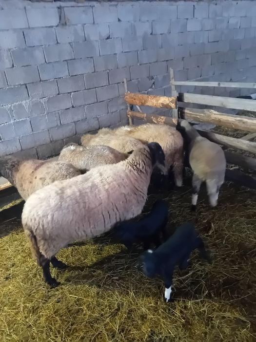 Vând oi carabase sârbești