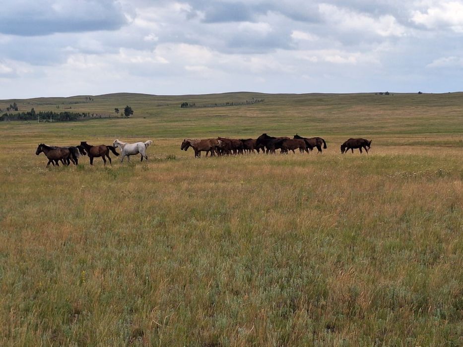 Хозяйство фермерское