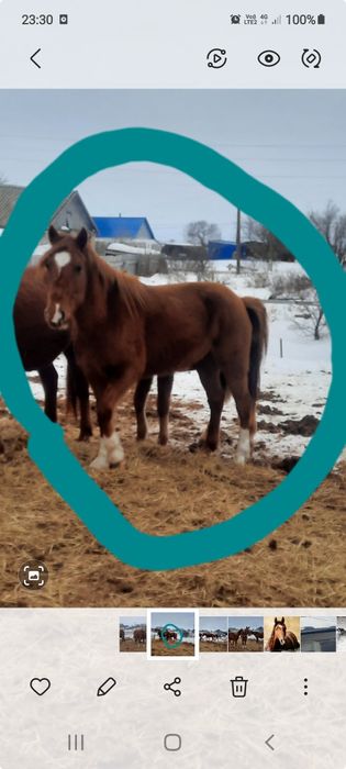 Кабылка , Бесті 4-х летка