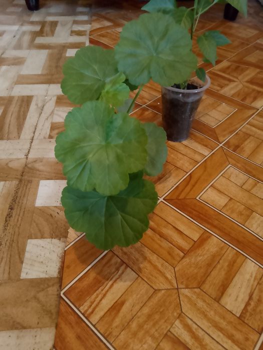 Цветы .комнатные.