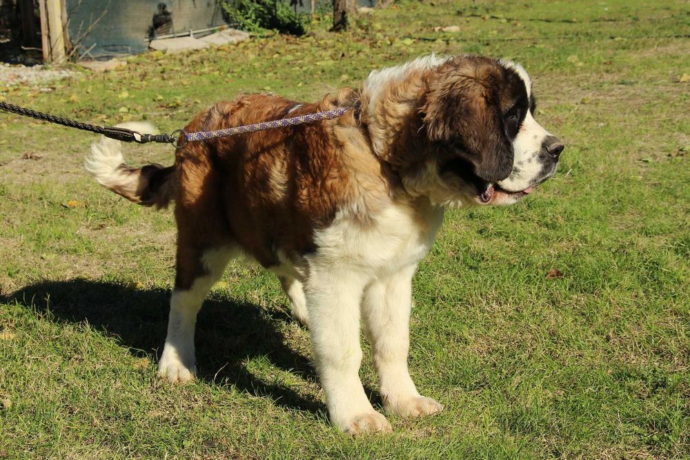 Момиче Санбернар