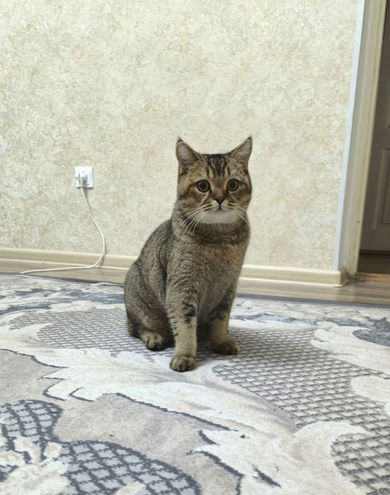 Qiz mushuklarni uchrashuvga taklif qiladi.