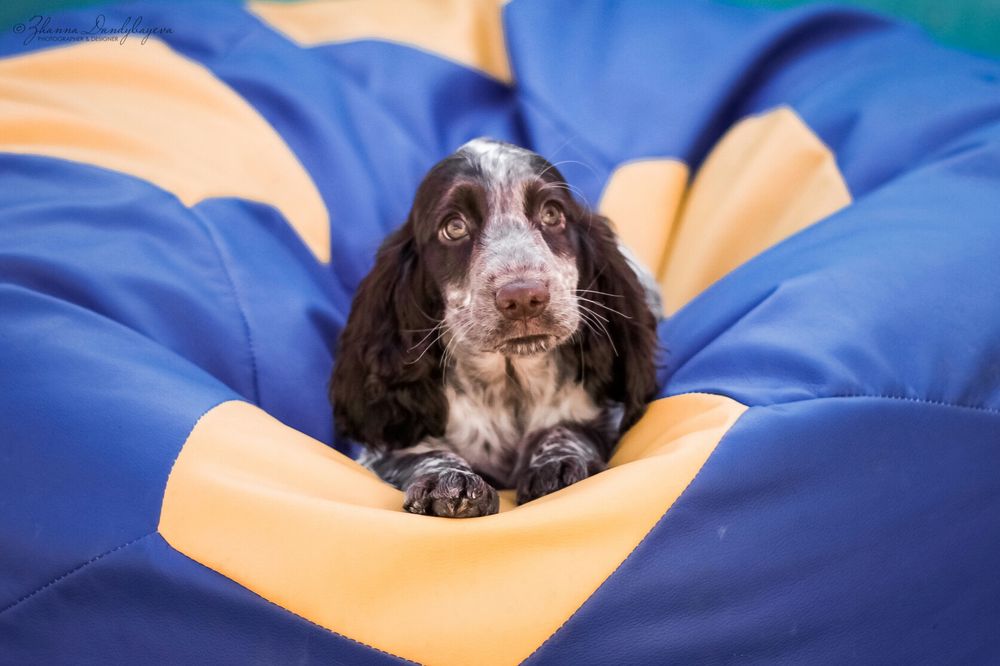 Спаниель Русский