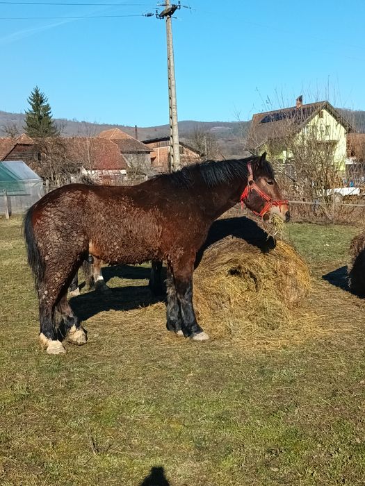 De vanzare manzi si tot ce se vede