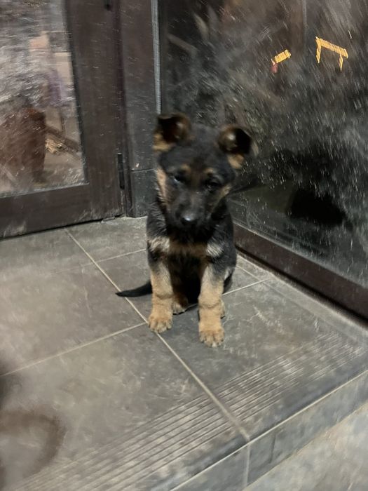 Немски овчарки .Остана само едно мъжко кученце-два и половина месеца.