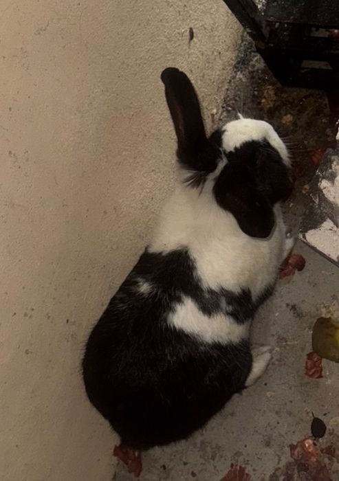 Vând sau schimb iepuraș