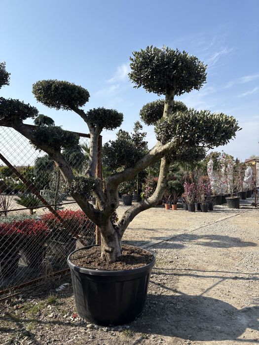 Ofer servici complete  de amenajari gradai si spatii verzi