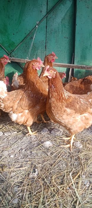 молодки ломан браун