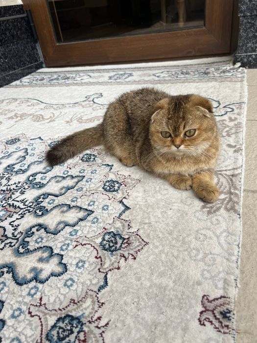 Залатой шиншилла боллари сотилпди.