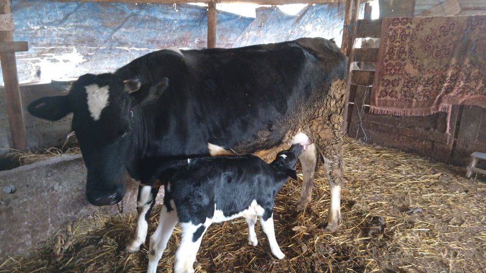 Vaca Tanara cu Vitel Cuminte