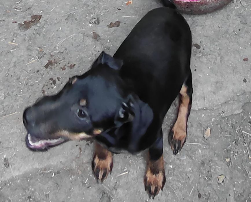 Ягтерьер, щенята