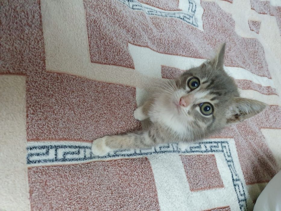 Отдам в добрые руки