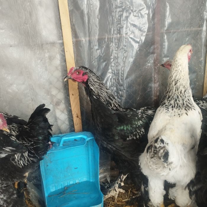 Продам куры домашние