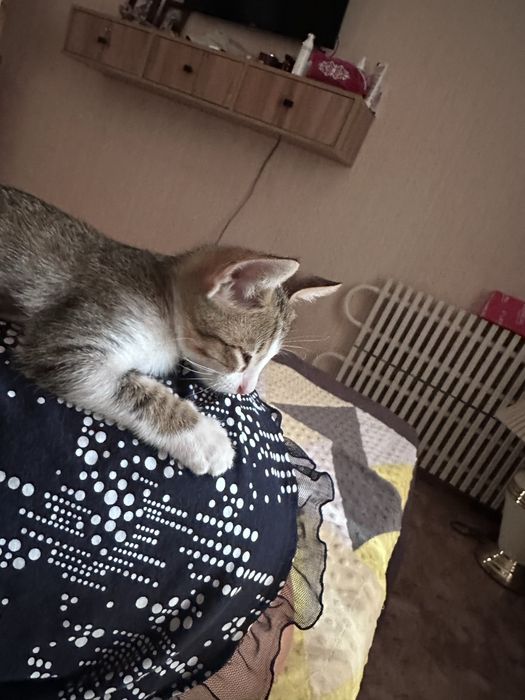 Отдам котенка в хорошие руки