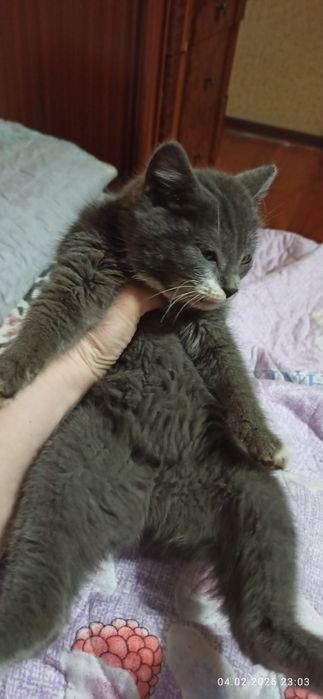 Красивая дымчатая девочка!