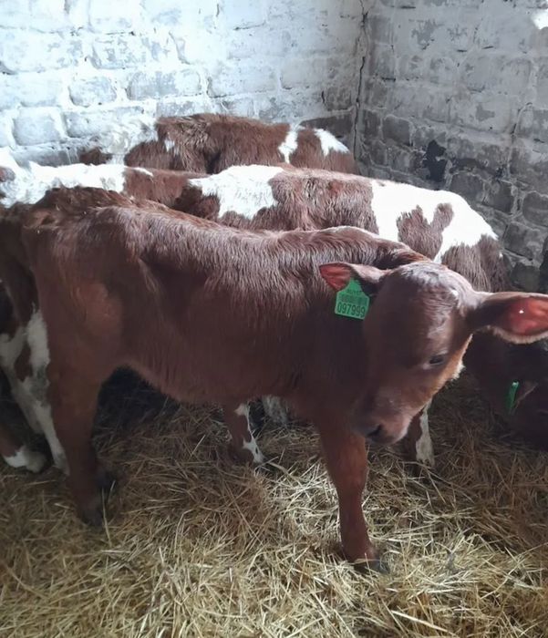 Телята бычки симентал көтерме сауда