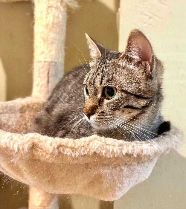 Мелиса на 8 месеца търси дом, кастрирана