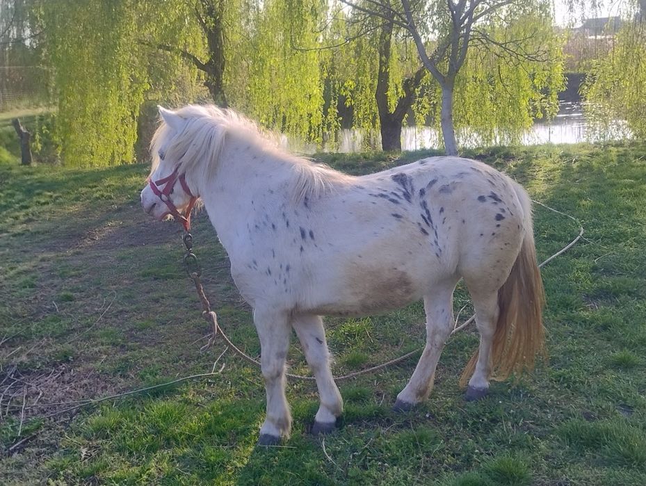 Pornită cu pasaport