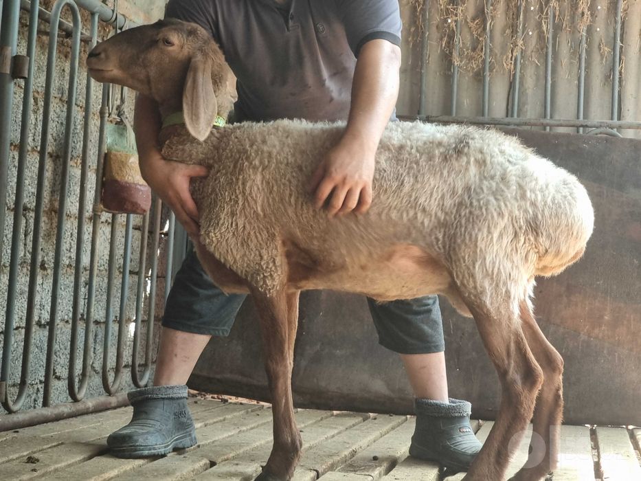 Arashan zoti, sifatli, baquvvat, sog'lom, sovliq qo'ylar sotiladi